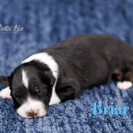 Briar - Black tri male Miniature American Shepherd puppy in Herriman, Utah from Painted Blue Aussies