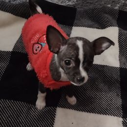 Chihuahua Puppies from Turners Chihuahua