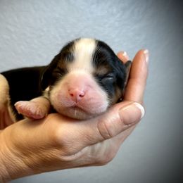 Cavalier King Charles Spaniel Puppies from SoCalCavaliers