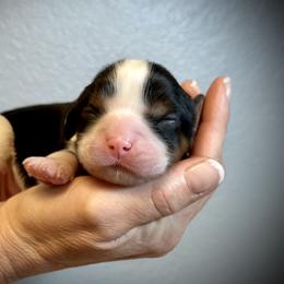 Cavalier King Charles Spaniel Puppies from SoCalCavaliers