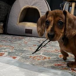 Dachshunds and French Bulldogs from Witchy Woman’s Wiener’s