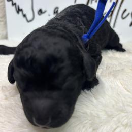 Louisiana aka Louis - Black male Goldendoodle puppy in Cleveland, Georgia from The O.G. Doodles