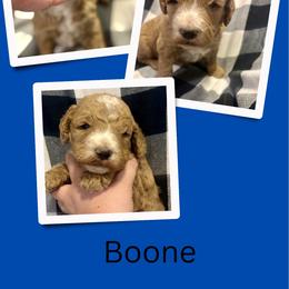 Boone - Apricot male Goldendoodle puppy in Bluefield, Virginia from Love on a Leash