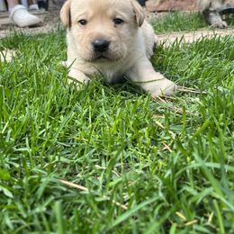 Labrador Retriever and Pembroke Welsh Corgi Puppies from Burress Family Farm and Kennels