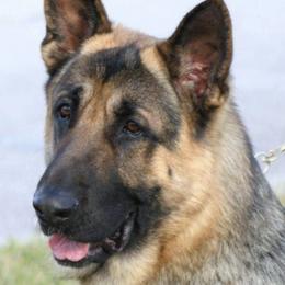 German Shepherds from Wolf Creek German Shepherds