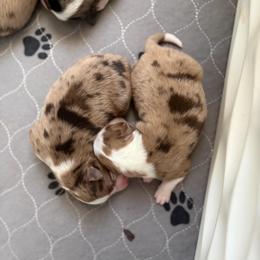 Red Merle female - Red merle female Toy Australian Shepherd puppy in Riverton, Utah from Iron Spirit Homestead & Aussies