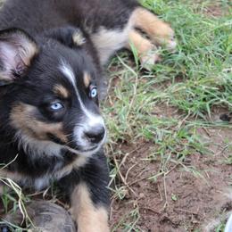 Kraken - Black tri-color female Australian Shepherd puppy in Sonoita, Arizona from Gardner Canyon Kennels