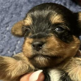 Yorkshire Terriers from A&K Yorkies