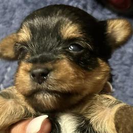 Yorkshire Terriers from A&K Yorkies