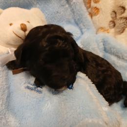 Ebony - Silver male Poodle puppy in Blanch, North Carolina from Faithful Hearts Kennel