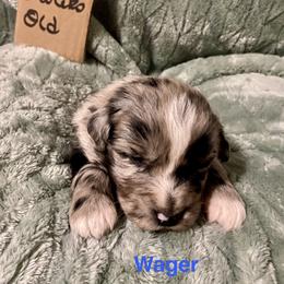 Wager - Blue merle male Australian Shepherd puppy in Wisconsin Dells, Wisconsin from Nicara kennel