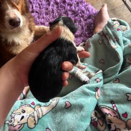 Maui - Black tri-color male Australian Shepherd puppy in Chaplin, Connecticut from Mystic Moon