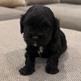 Glimmer - Black female Cavapoo puppy in Draper, Utah from Cavachon Love Chocolate Cavaliers, Cavaliers, Cavachon’s, Cavapoos