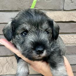 Lime Ribbon Girl - Salt and pepper female Miniature Schnauzer puppy in Floyd, Virginia from Little River Puppies