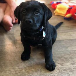 Labrador Retriever Puppies from Silver Birch Labrador Retrievers