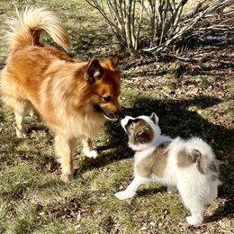 Icelandic Sheepdog Puppies from Windswept Icelandic Sheepdogs