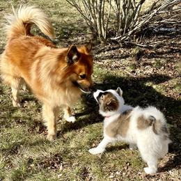 Icelandic Sheepdog Puppies from Windswept Icelandic Sheepdogs