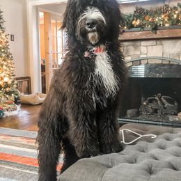 Bernedoodles, Double Doodles, and Goldendoodles from North Texas Golden Mountain Doodles