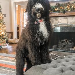 Bernedoodles, Double Doodles, and Goldendoodles from North Texas Golden Mountain Doodles