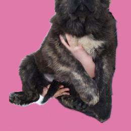 Girl 3 - Grizzle Caucasian Shepherd Dog puppy in Kapolei, Hawaii from Yiski-Hati Kennel
