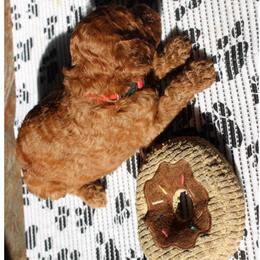 Red - Red  female Poodle puppy in Summit, Mississippi from poodles and doodles llc