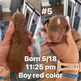 Boy 4 - Red male Cavapoo puppy in Mc Connellsburg, Pennsylvania from Mumma’s Standard Poodles