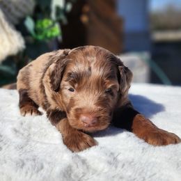 Theodore - Brown merle male Aussiedoodle puppy in Dothan, Alabama from Farquharson's Poodles&Doodles
