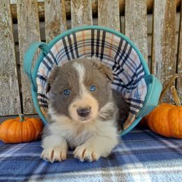 Girl 3 - Slate Border Collie puppy in Conway, Missouri from Cook Family Farms