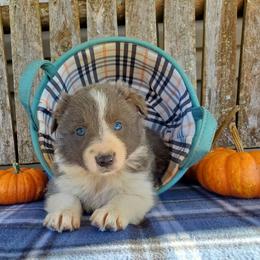 Girl 3 - Slate Border Collie puppy in Conway, Missouri from Cook Family Farms