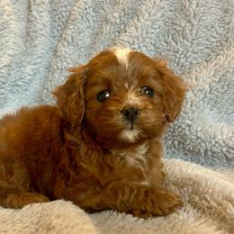Sprout - Brown male Cavapoo puppy in Milton, Pennsylvania from Nita's Poodle Pooche's