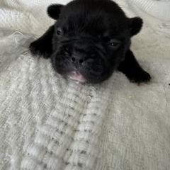 French Bulldog All Grown Up from Pipsters