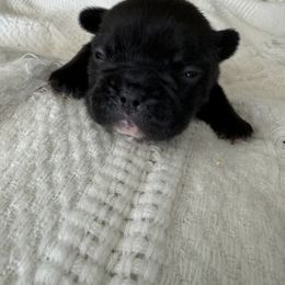 French Bulldog All Grown Up from Pipsters