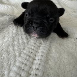 French Bulldog All Grown Up from Pipsters