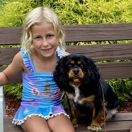 Lady - Cavalier King Charles Spaniel