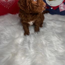 Aussiedoodle Puppies from San Francisco Breeding