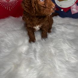 Aussiedoodle Puppies from San Francisco Breeding