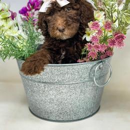 Goldendoodle Puppies from Dreaming Doodles
