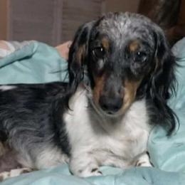 Sadie - Dachshund