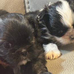 Brody - Black male Shih Tzu puppy in Detroit, Michigan from Friends4everkennel LLC