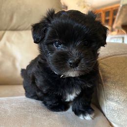 Pepper (Black) - Black female Coton de Tulear puppy in Oakhurst, California from Gidget Cotons - ACC