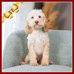 Taylor - Buff male Cockapoo puppy in Connersville, Indiana from Deaz Doodle Ranch