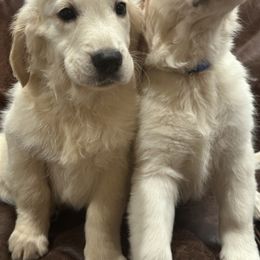 Golden Retriever Puppies from Indy's Goldens