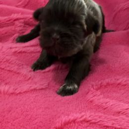 Emory - Chocolate female Shih Tzu puppy in Stafford, Virginia from Bayview Pups