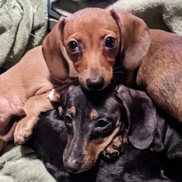 Dachshunds and Pugs from Kentucky Rug Noodles