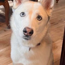 Siberian Huskies from Willow Husky Haven