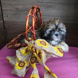 Girl 2 - Gold female Shih Tzu puppy in Meadows Of Dan, Virginia from Walt’s Shih Tzus