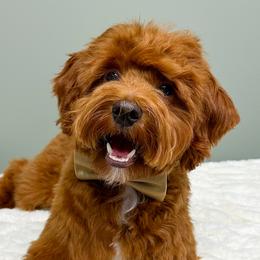 Zuko - Goldendoodle
