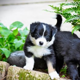 Border Collie Puppies from Ouachita Border Collies