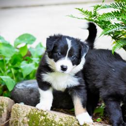 Border Collie Puppies from Ouachita Border Collies