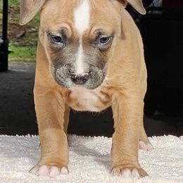 Boy 1 - Blue fawn American Pit Bull Terrier puppy in Roy, Washington from Ivie League Kennel